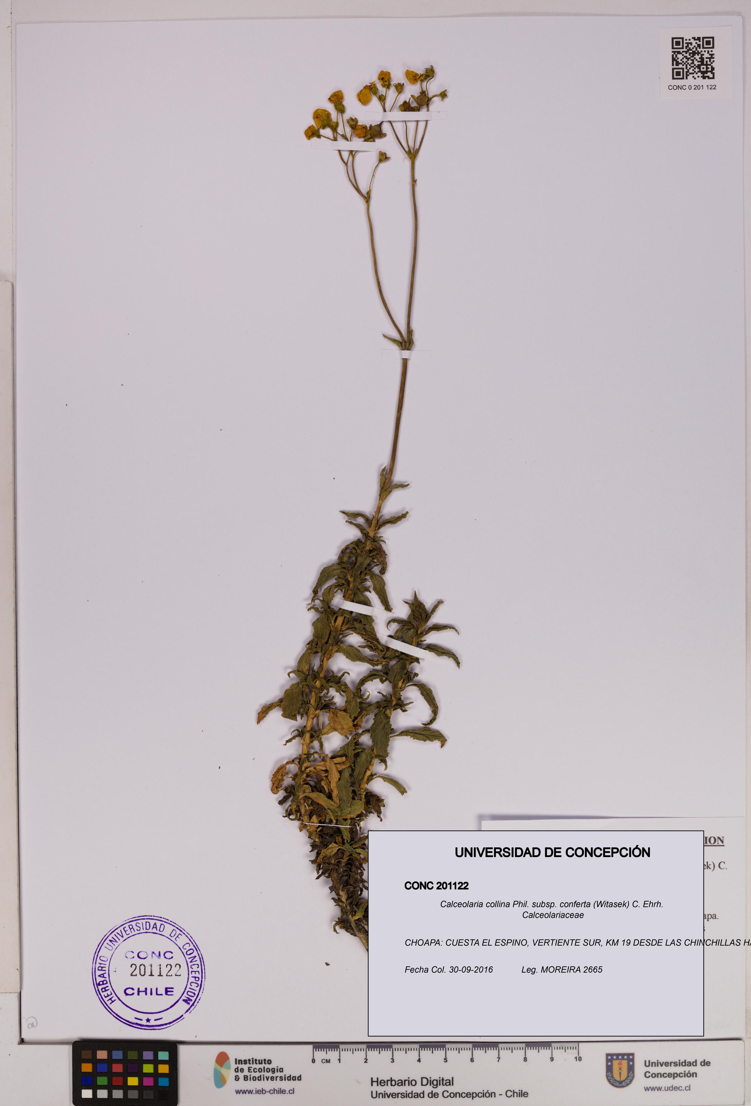 Calceolaria collina subsp. conferta [Espécimen: UDEC:CONC:0201122]