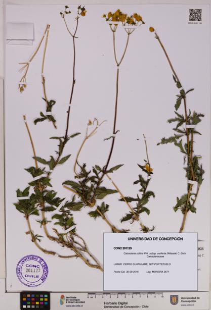 Calceolaria collina subsp. conferta [Espécimen: UDEC:CONC:0201123]