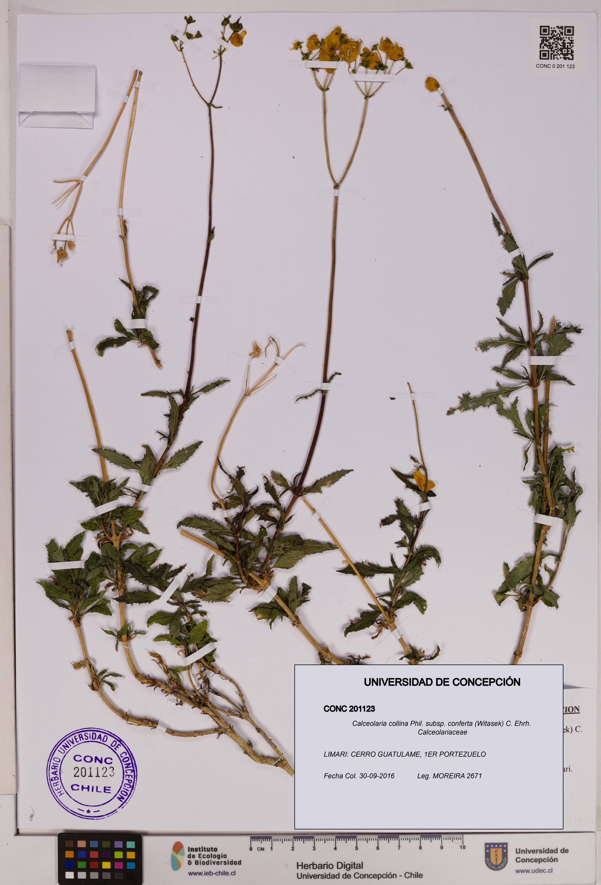 Calceolaria collina subsp. conferta [Espécimen: UDEC:CONC:0201123]