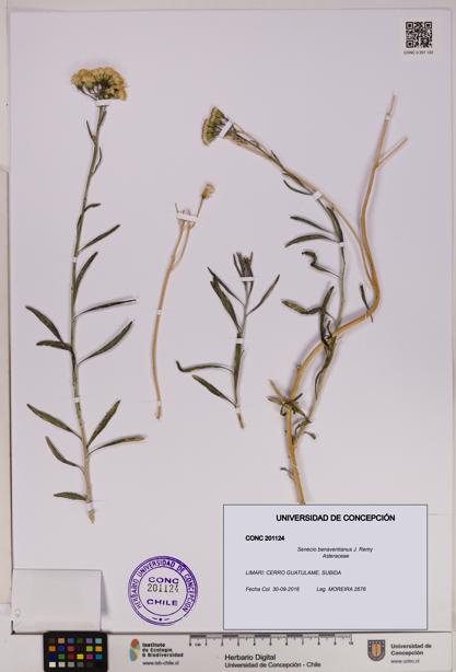 Senecio benaventianus [Espécimen: UDEC:CONC:0201124]
