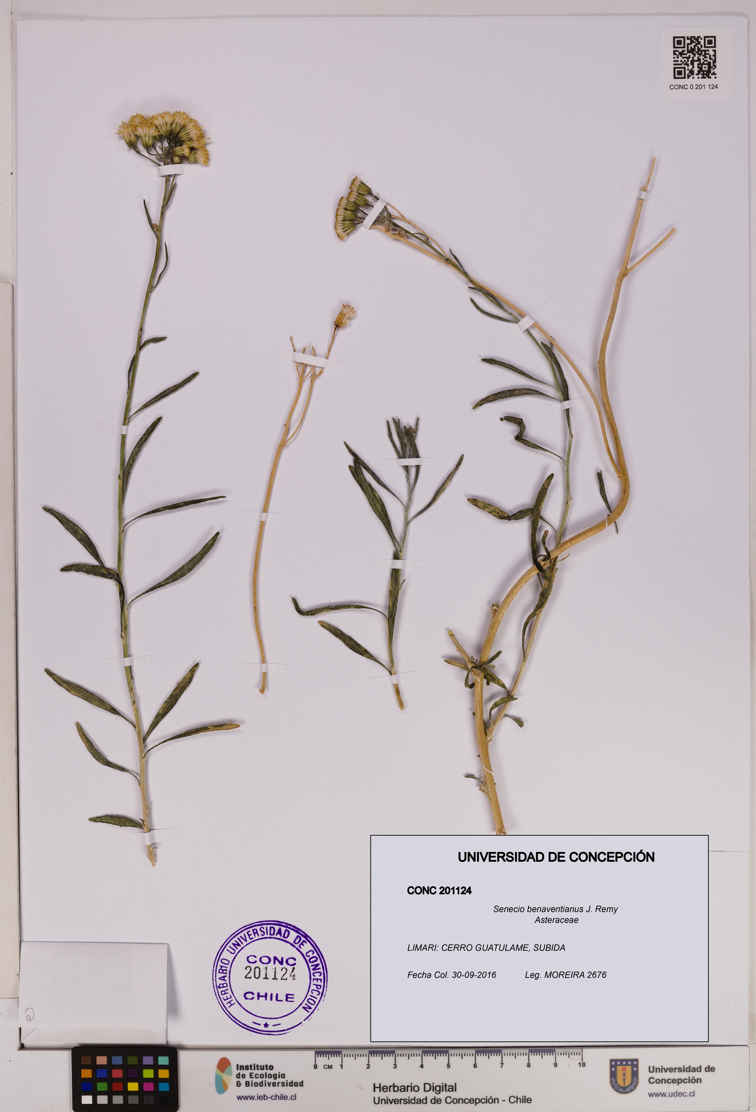 Senecio benaventianus [Espécimen: UDEC:CONC:0201124]