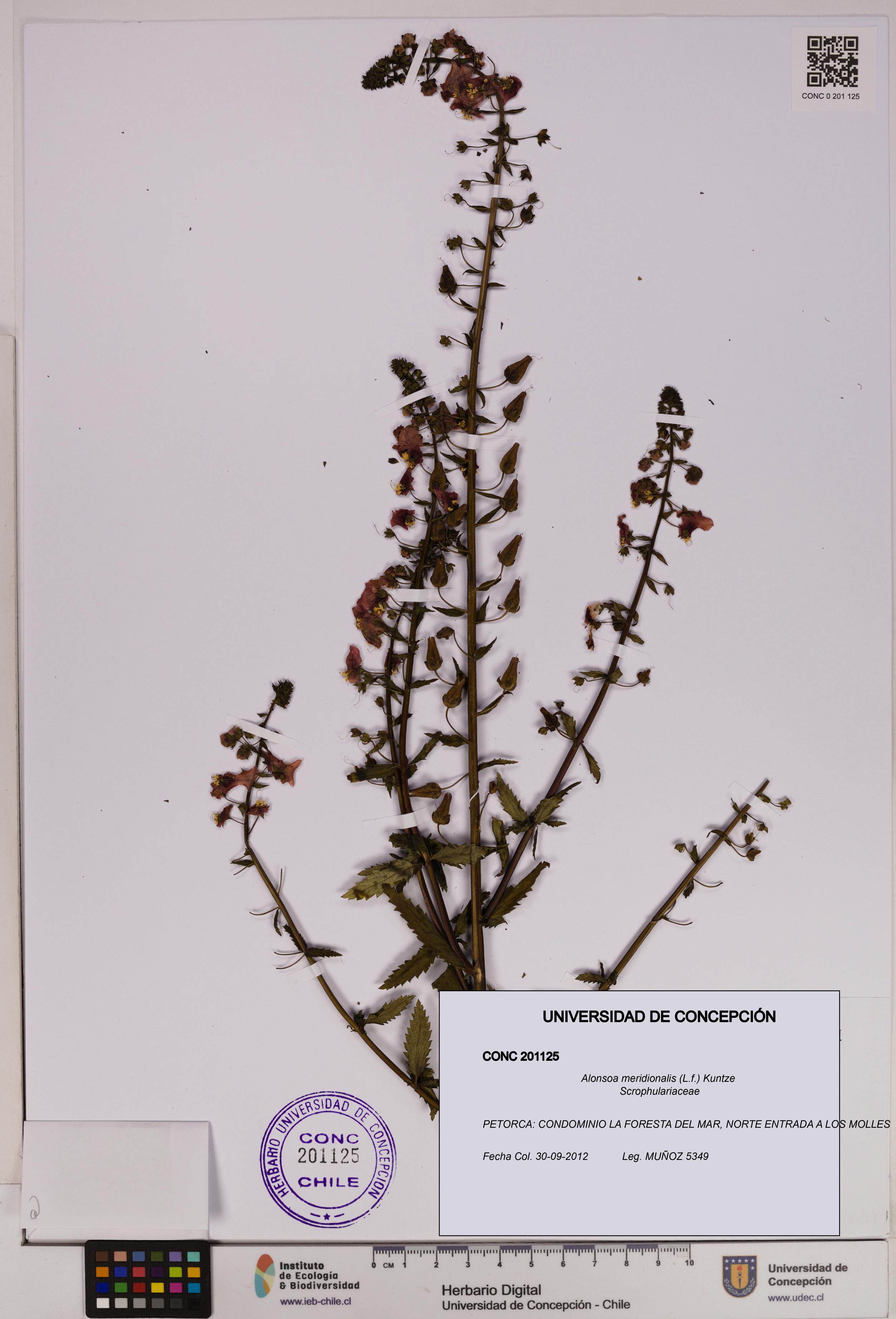 Alonsoa meridionalis [Espécimen: UDEC:CONC:0201125]