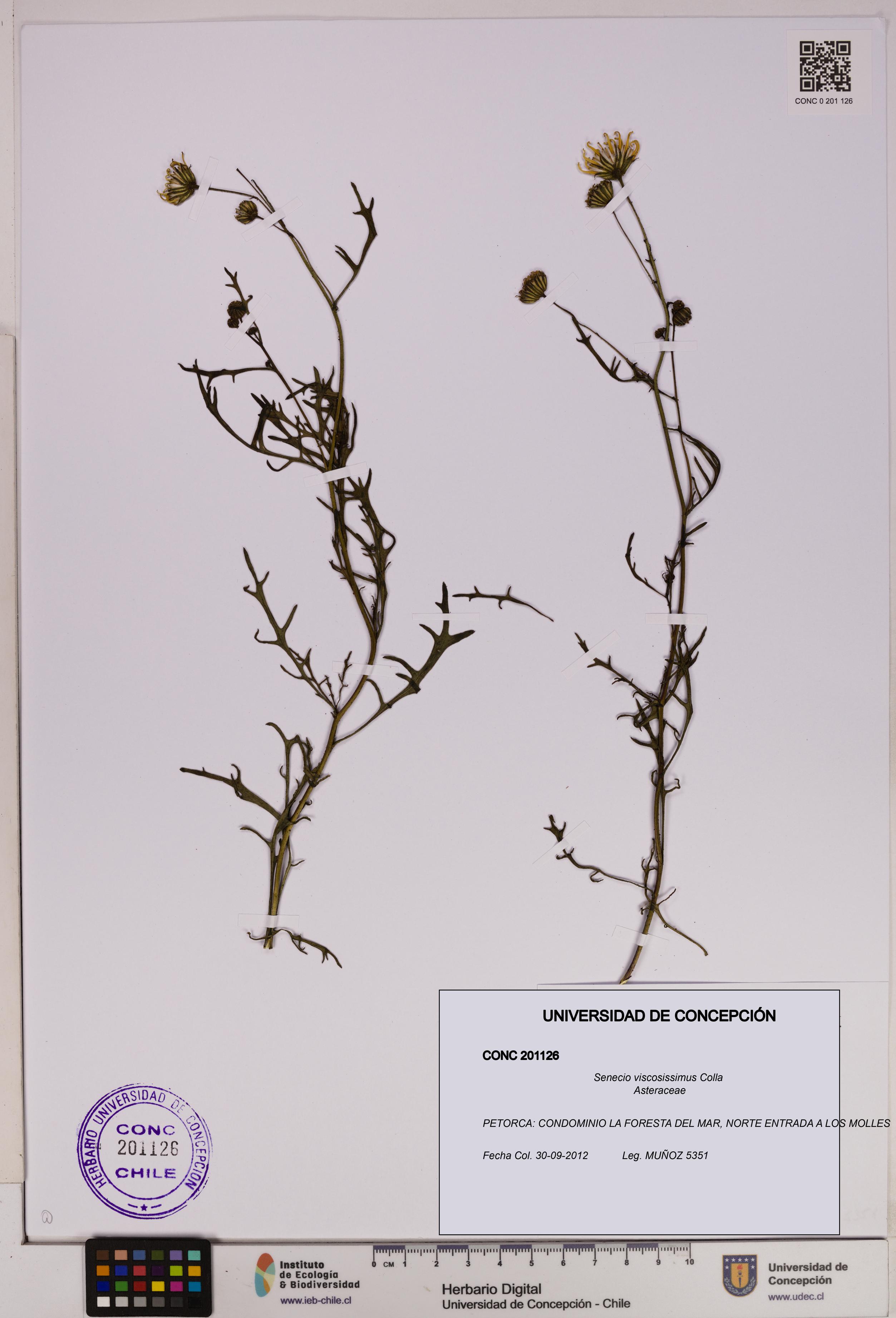 Senecio viscosissimus [Espécimen: UDEC:CONC:0201126]