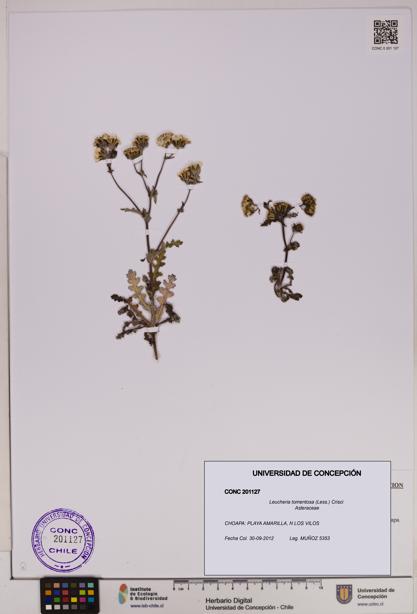 Leucheria tomentosa [Espécimen: UDEC:CONC:0201127]
