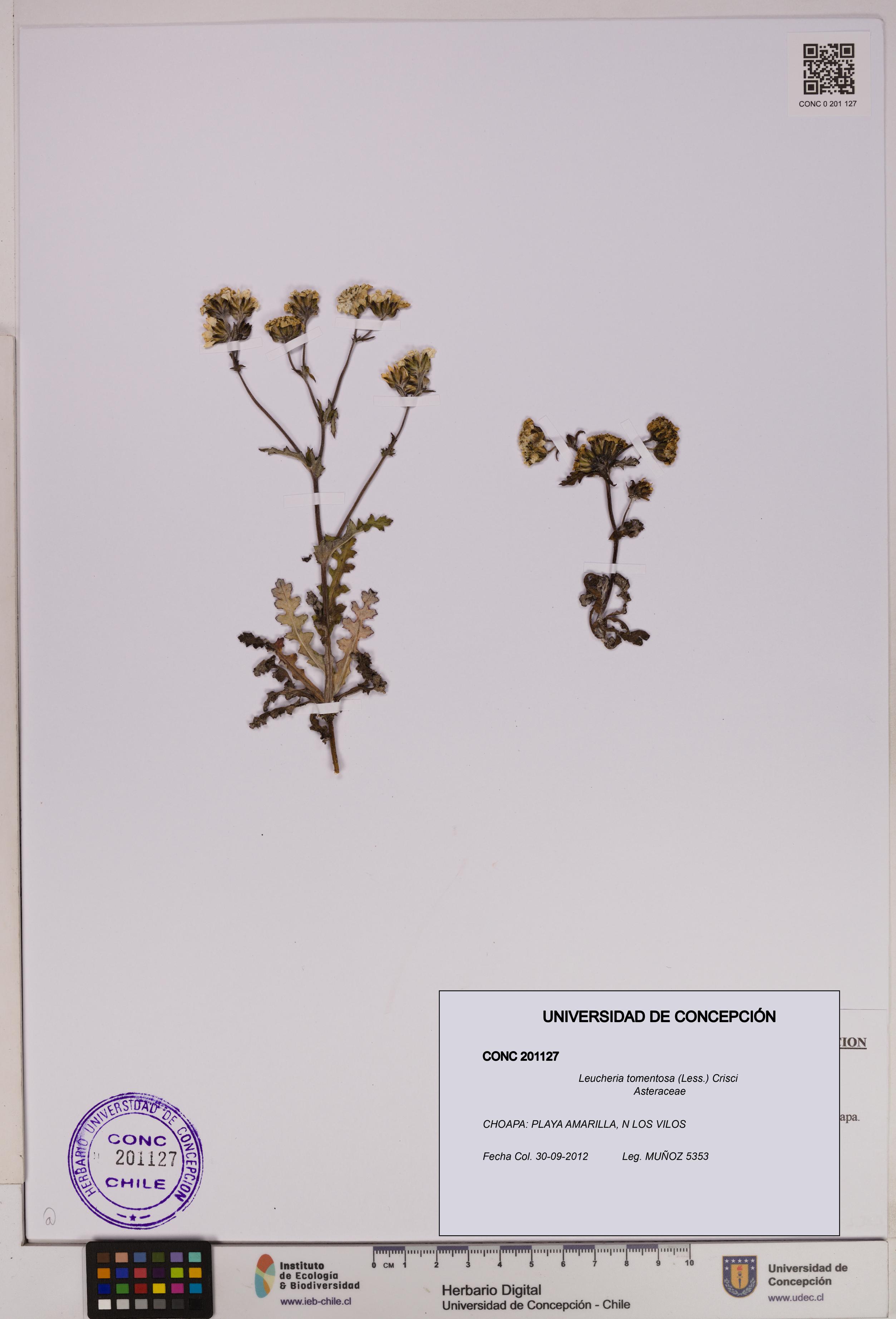 Leucheria tomentosa [Espécimen: UDEC:CONC:0201127]