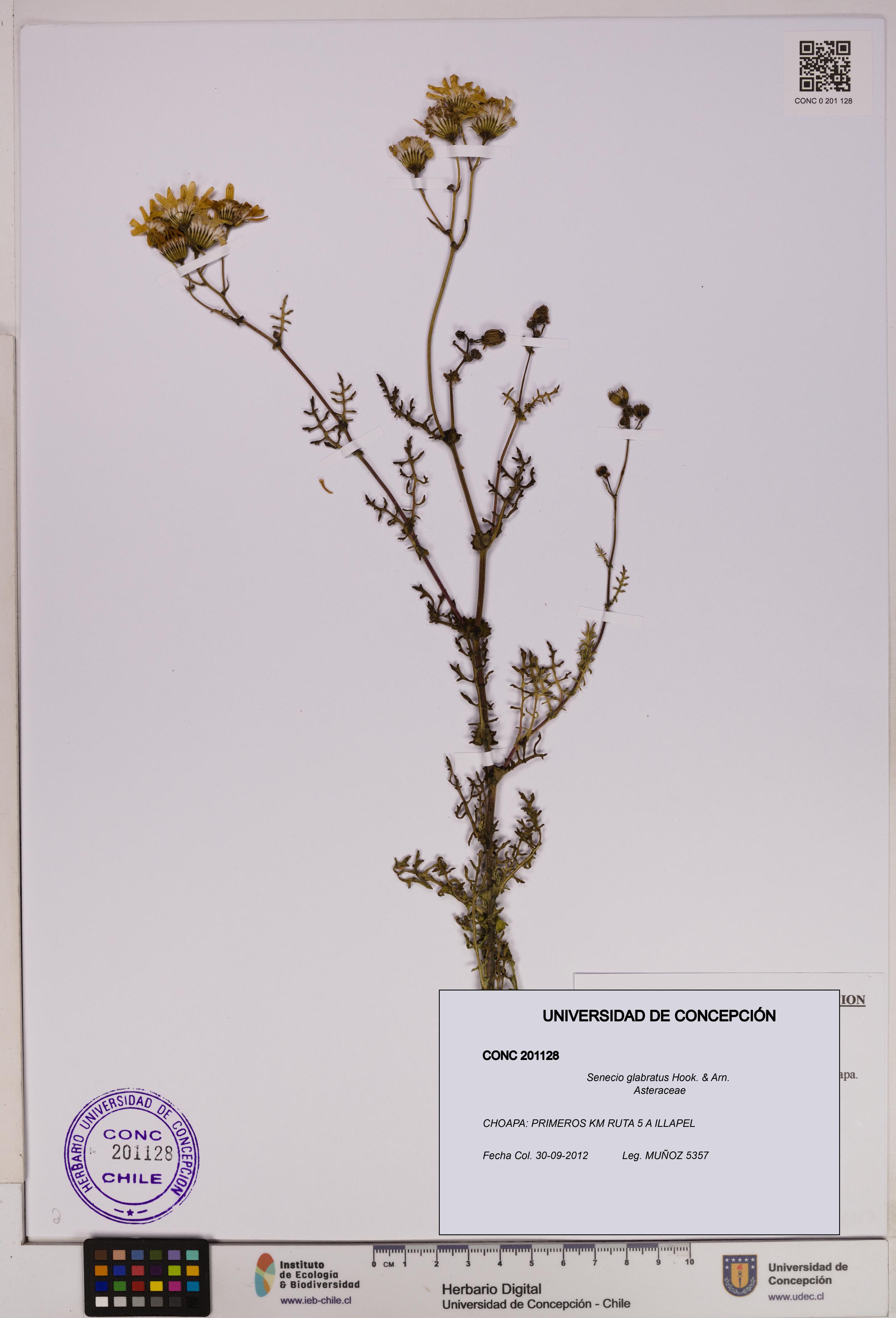 Senecio glabratus [Espécimen: UDEC:CONC:0201128]