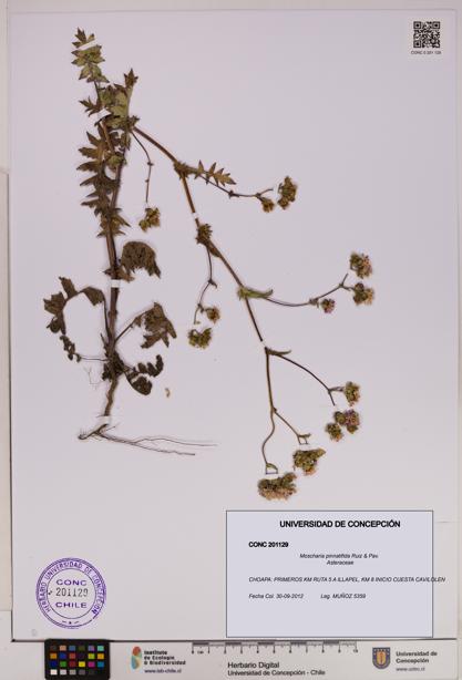 Moscharia pinnatifida [Espécimen: UDEC:CONC:0201129]