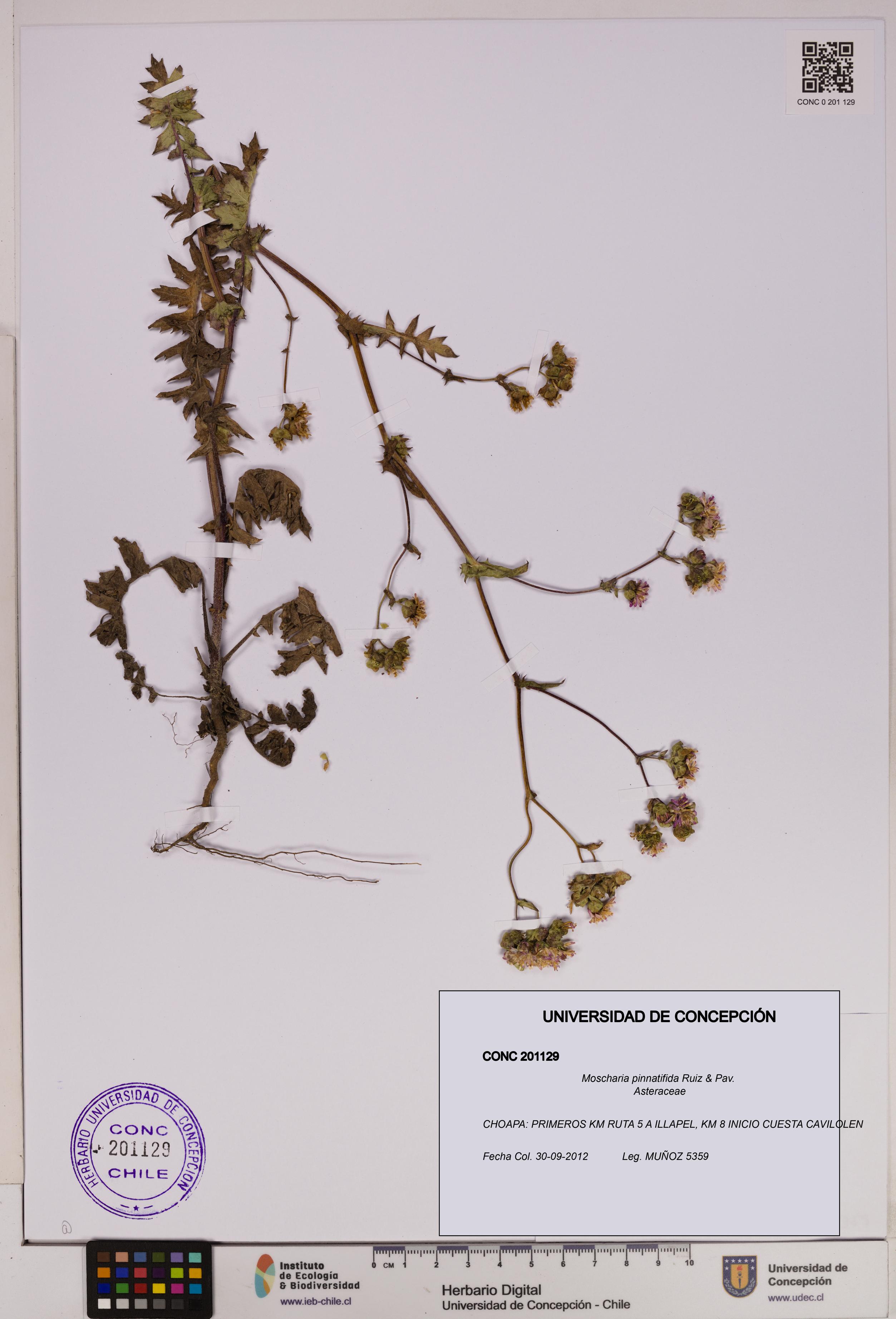 Moscharia pinnatifida [Espécimen: UDEC:CONC:0201129]
