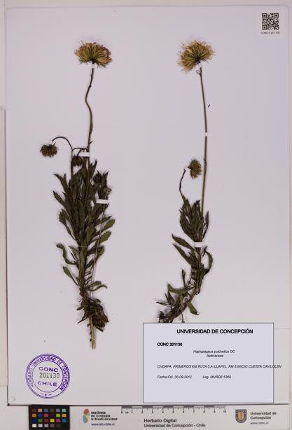 Haplopappus pulchellus [Espécimen: UDEC:CONC:0201130]