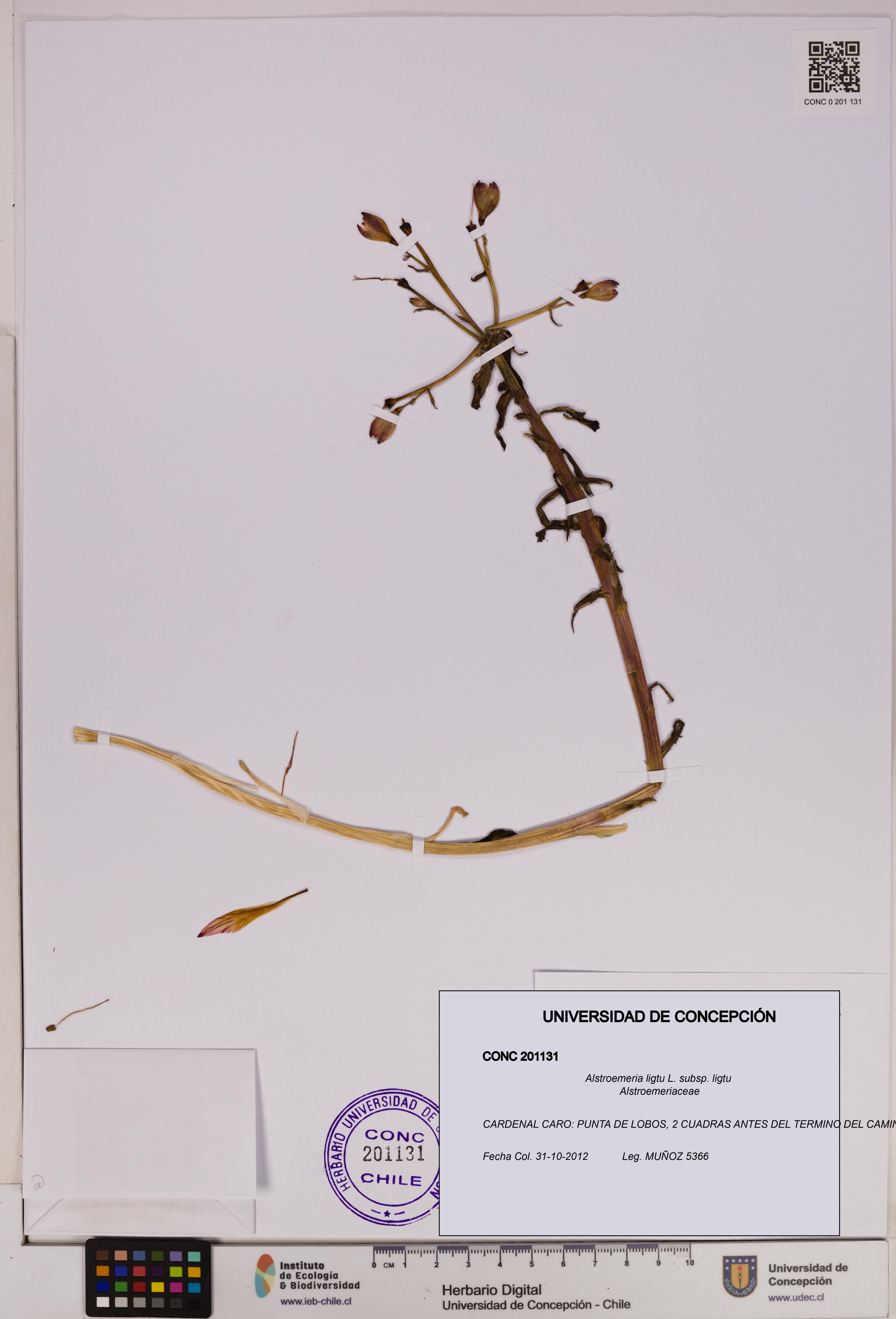 Alstroemeria ligtu subsp. ligtu [Espécimen: UDEC:CONC:0201131]