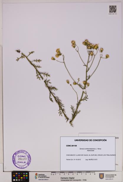 Senecio anthemidiphyllus [Espécimen: UDEC:CONC:0201133]
