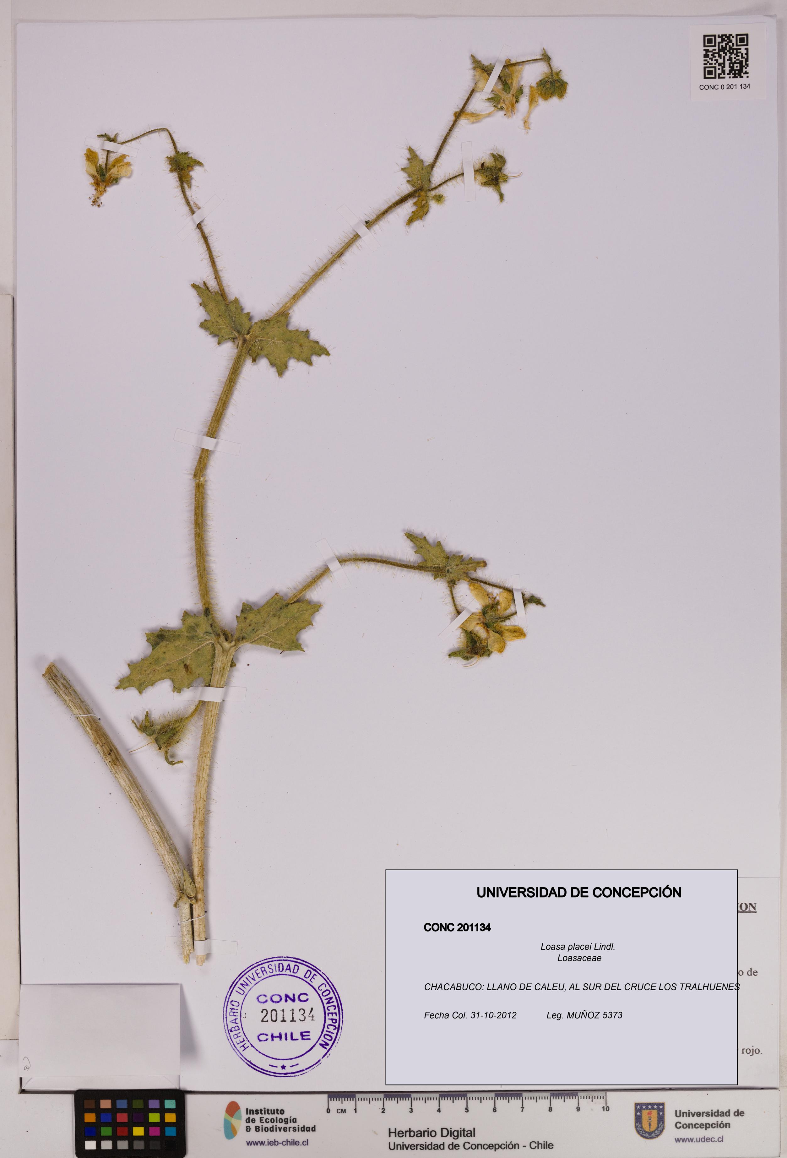 Loasa placei [Espécimen: UDEC:CONC:0201134]
