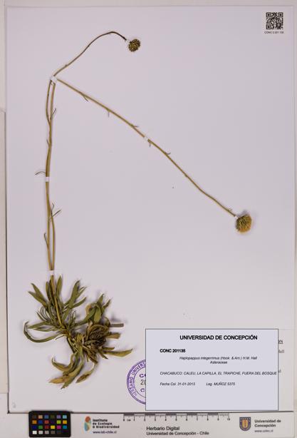 Haplopappus integerrimus [Espécimen: UDEC:CONC:0201135]