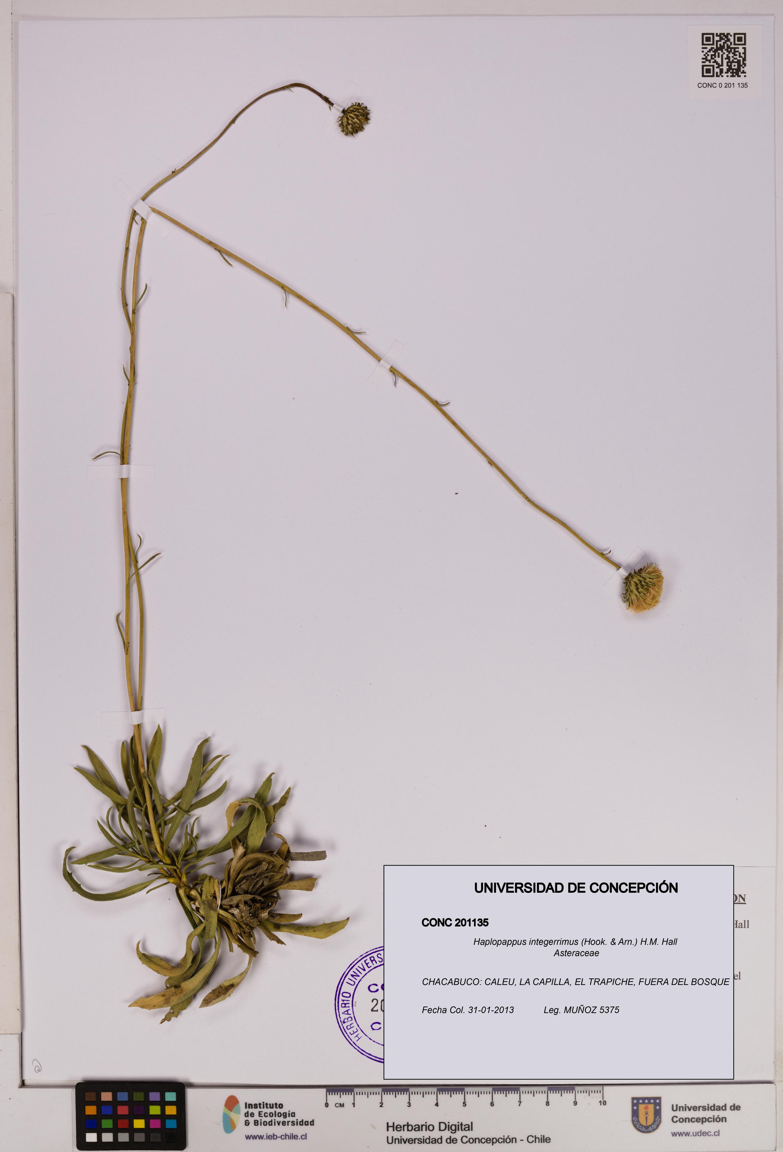 Haplopappus integerrimus [Espécimen: UDEC:CONC:0201135]