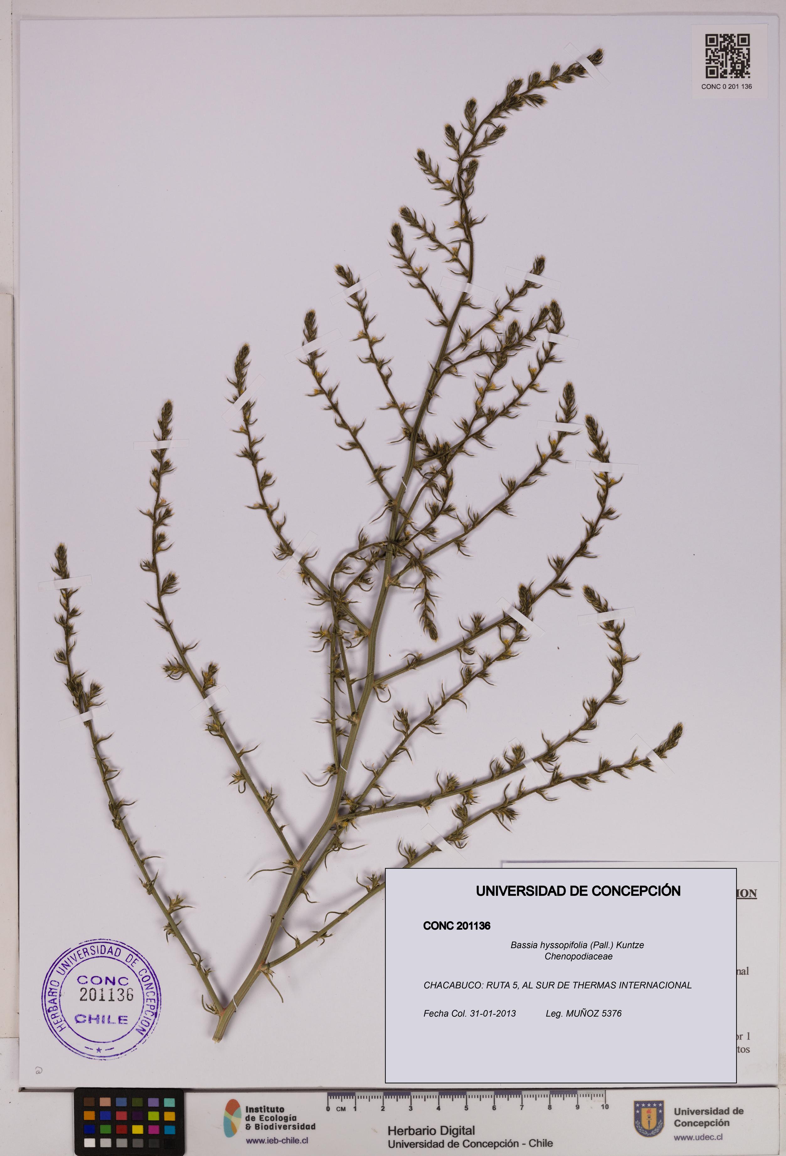 Bassia hyssopifolia [Espécimen: UDEC:CONC:0201136]