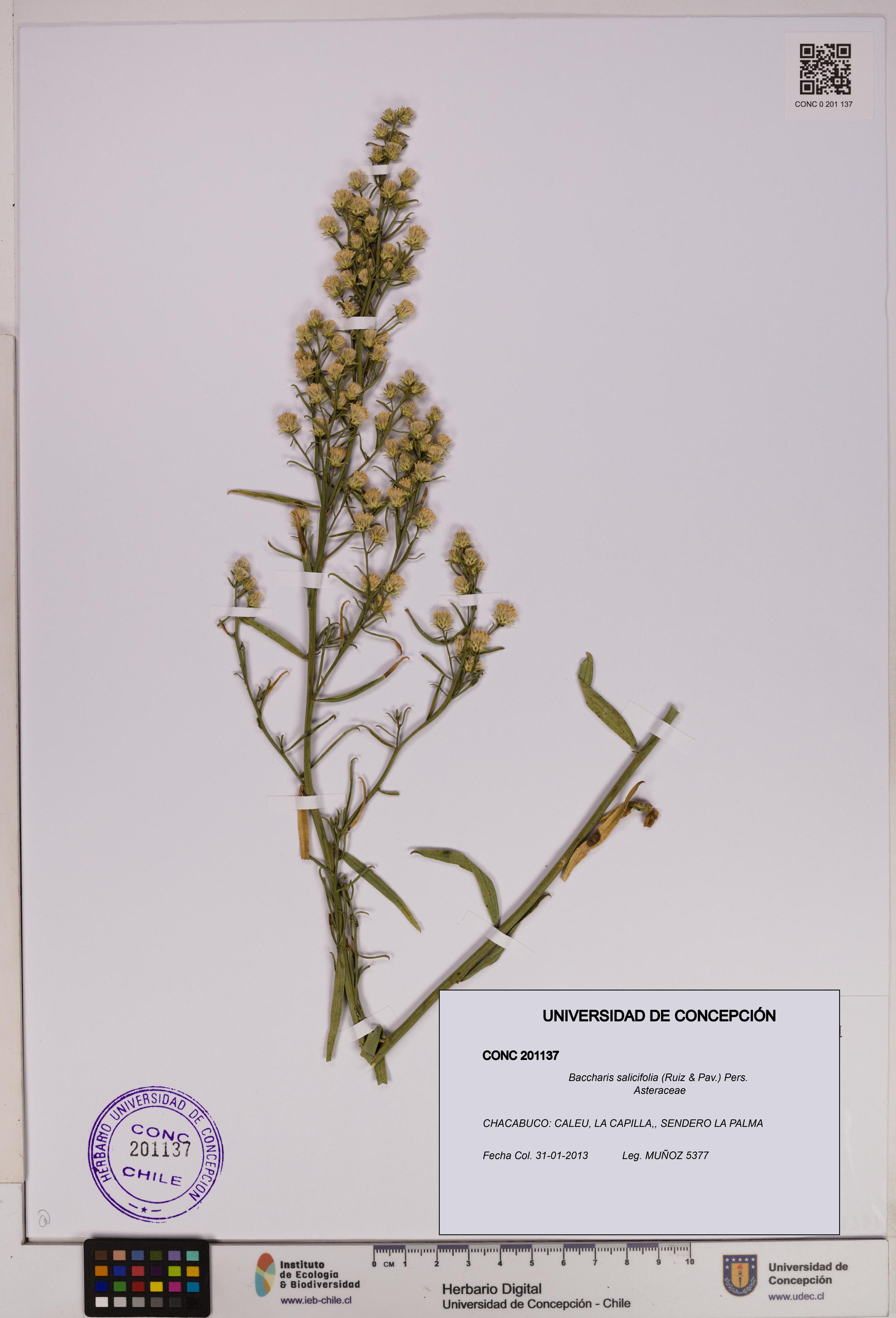 Baccharis salicifolia [Espécimen: UDEC:CONC:0201137]