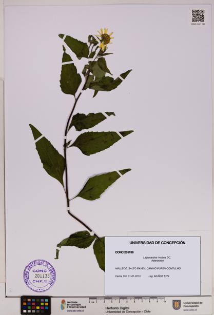 Leptocarpha rivularis [Espécimen: UDEC:CONC:0201138]