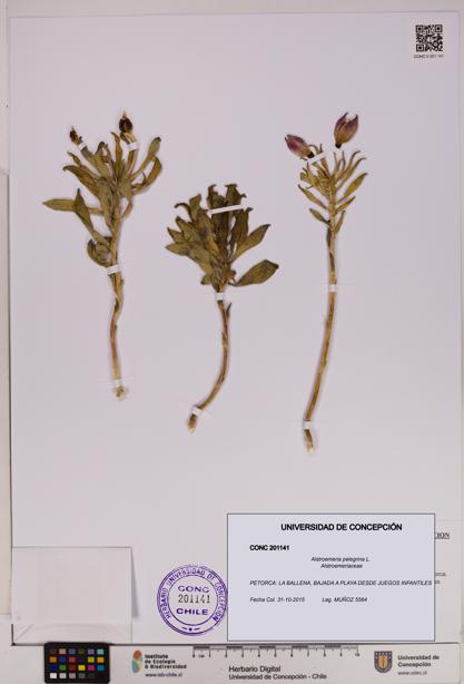 Alstroemeria pelegrina [Espécimen: UDEC:CONC:0201141]