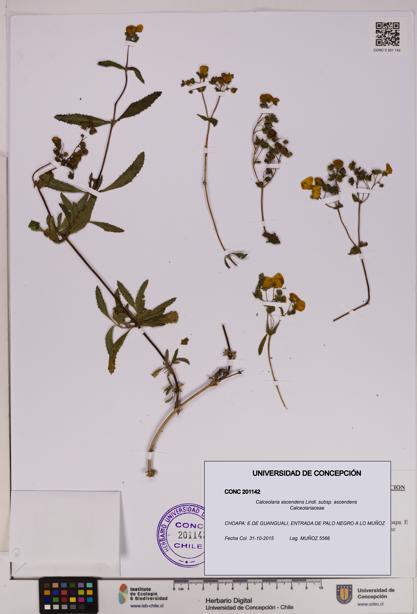 Calceolaria ascendens [Espécimen: UDEC:CONC:0201142]