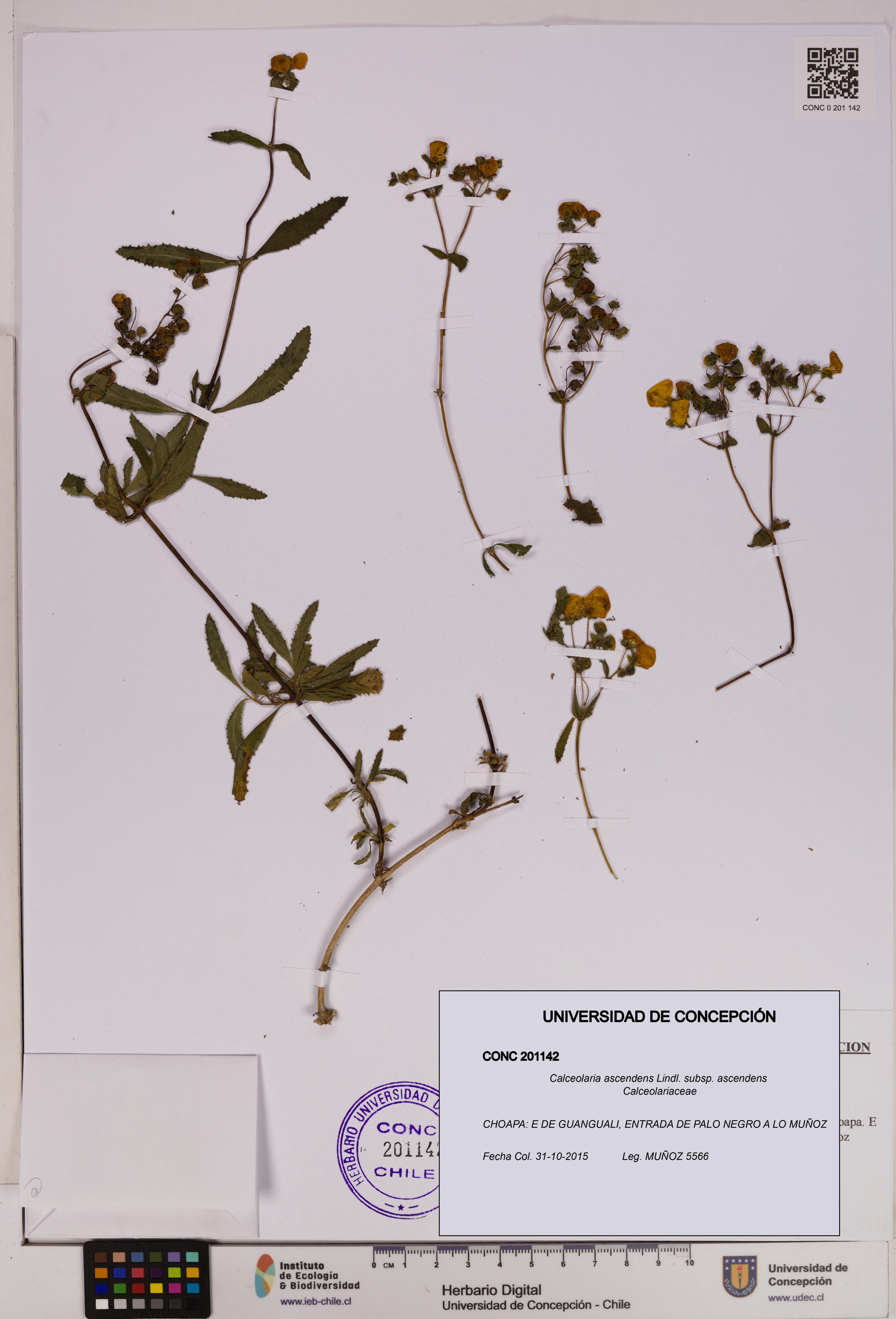 Calceolaria ascendens [Espécimen: UDEC:CONC:0201142]