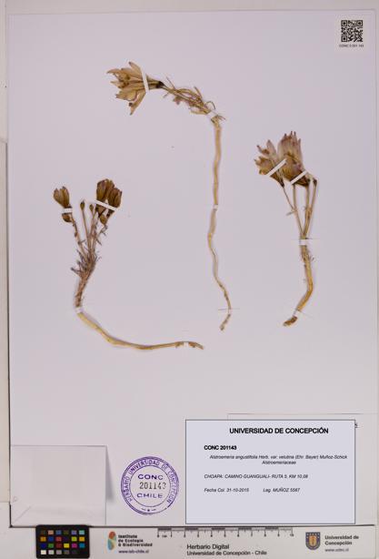 Alstroemeria angustifolia [Espécimen: UDEC:CONC:0201143]