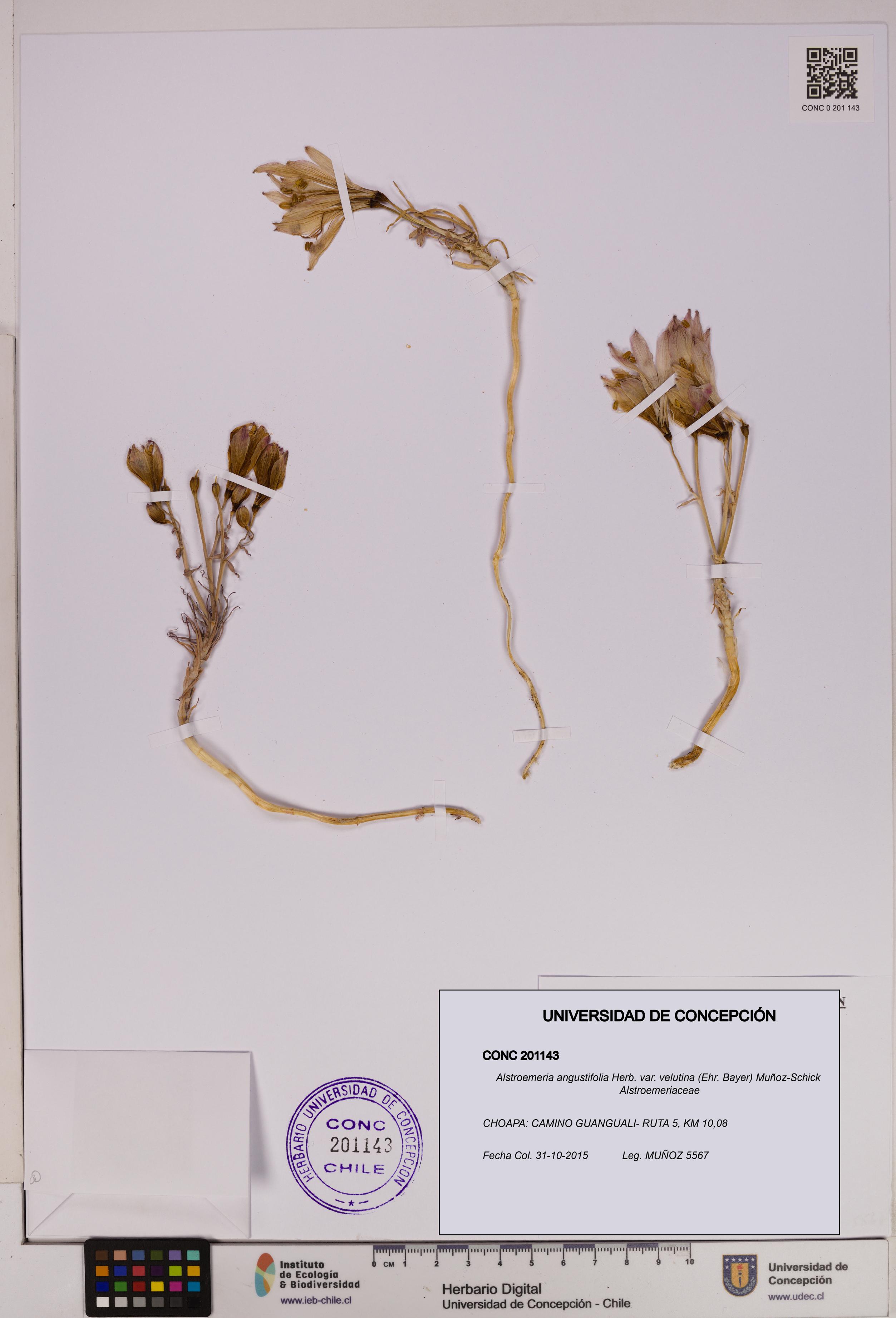 Alstroemeria angustifolia [Espécimen: UDEC:CONC:0201143]