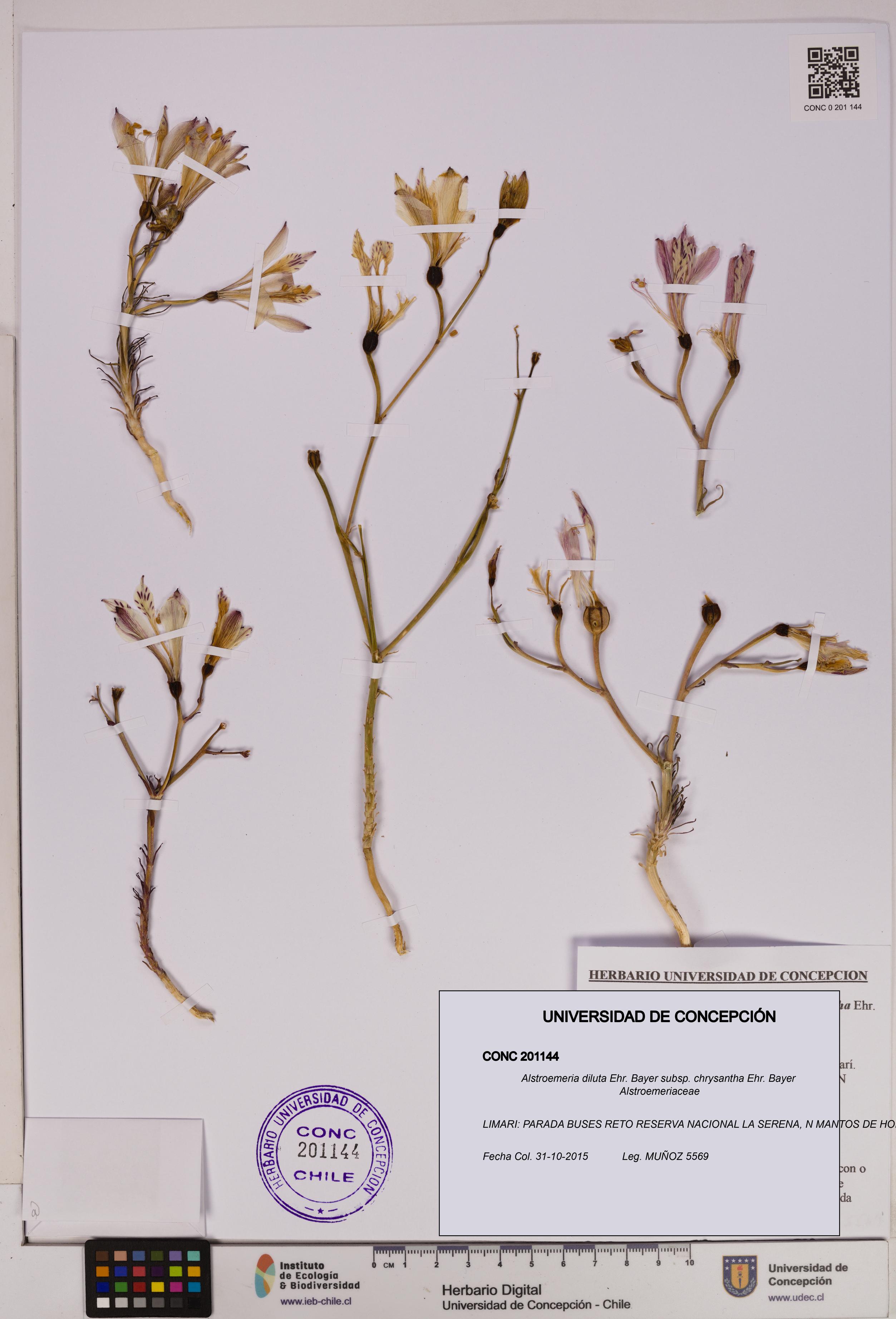 Alstroemeria diluta [Espécimen: UDEC:CONC:0201144]