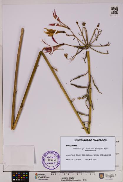 Alstroemeria ligtu subsp. simsii [Espécimen: UDEC:CONC:0201145]
