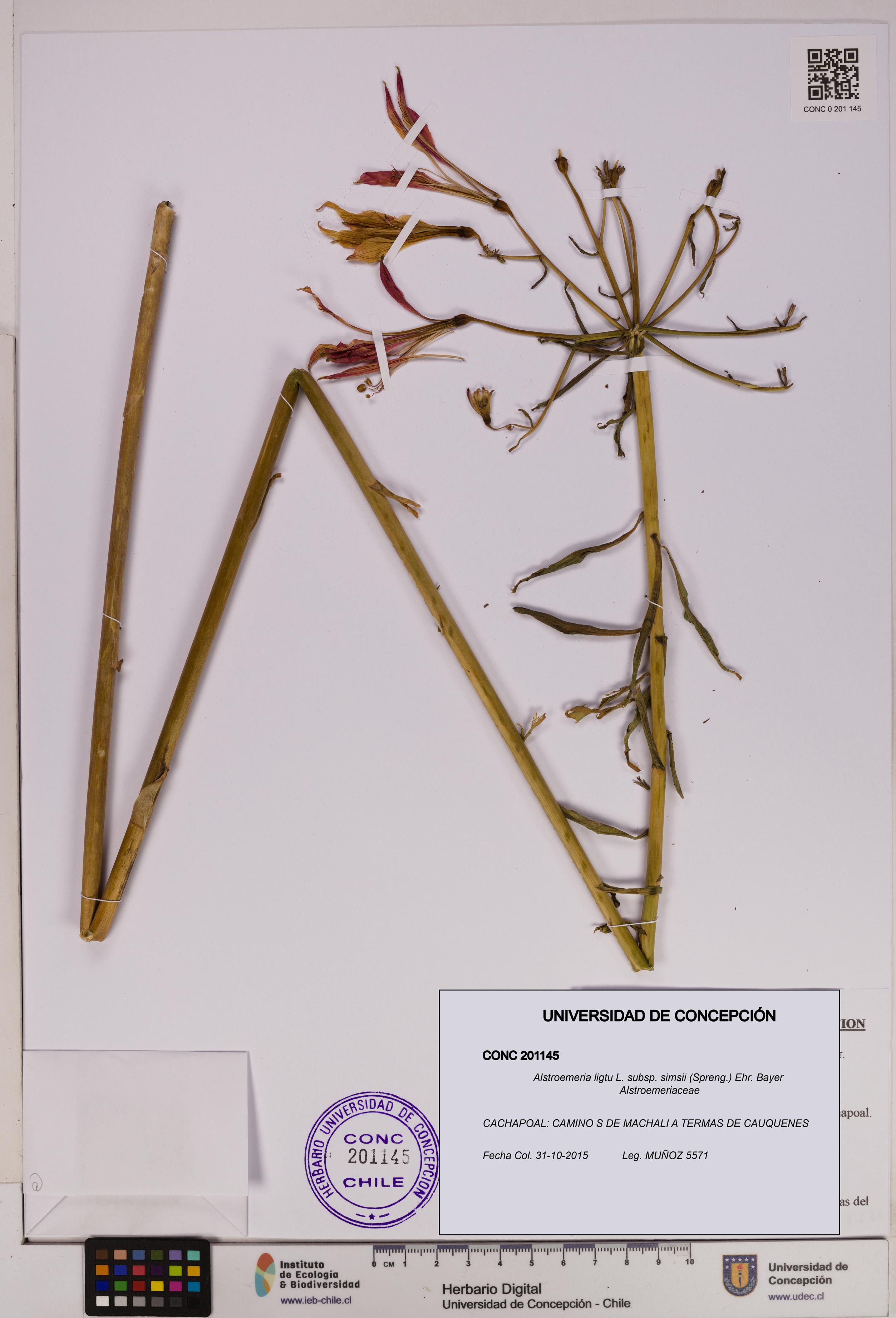 Alstroemeria ligtu subsp. simsii [Espécimen: UDEC:CONC:0201145]