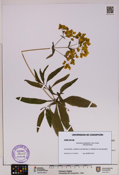 Calceolaria angustifolia [Espécimen: UDEC:CONC:0201146]