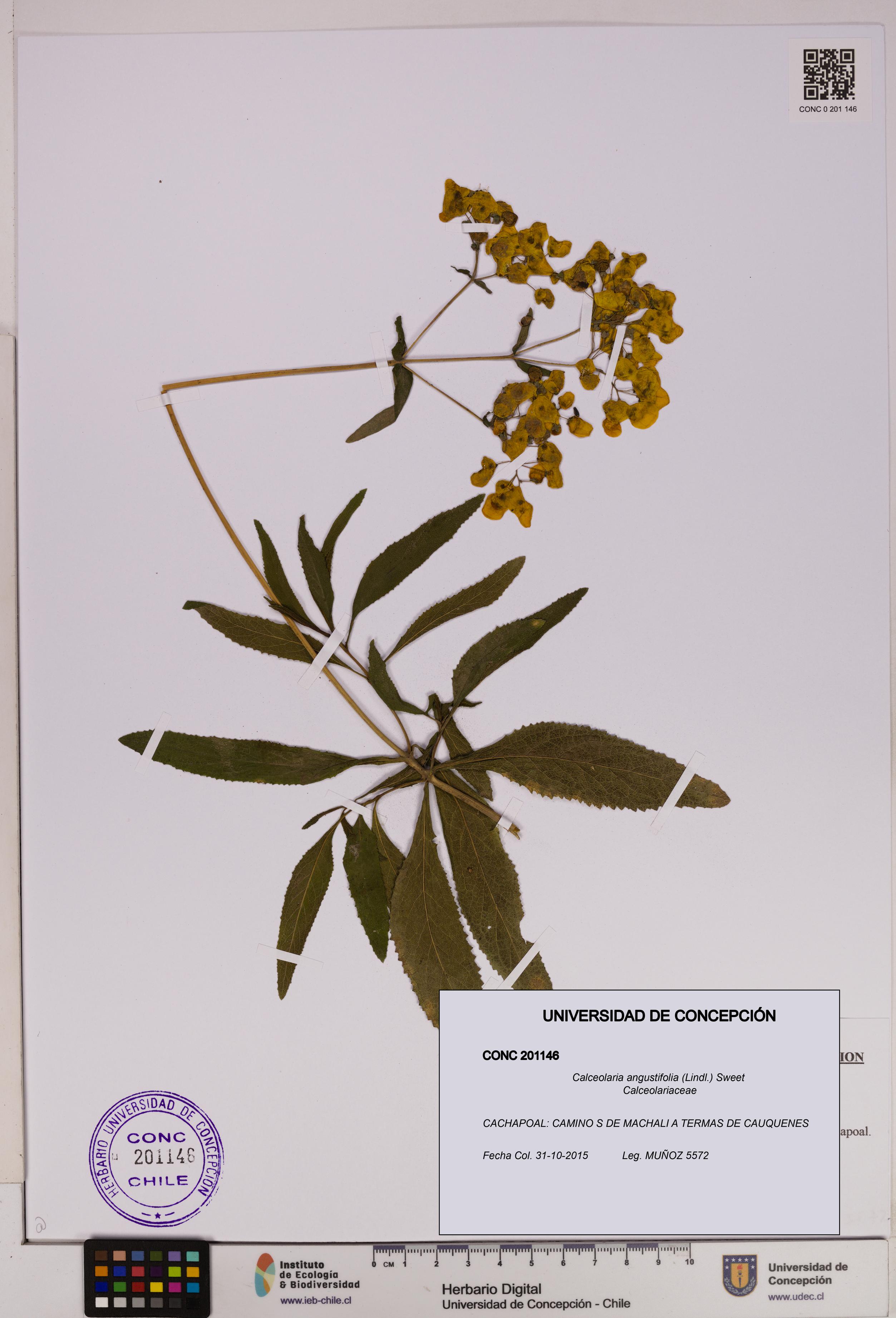 Calceolaria angustifolia [Espécimen: UDEC:CONC:0201146]