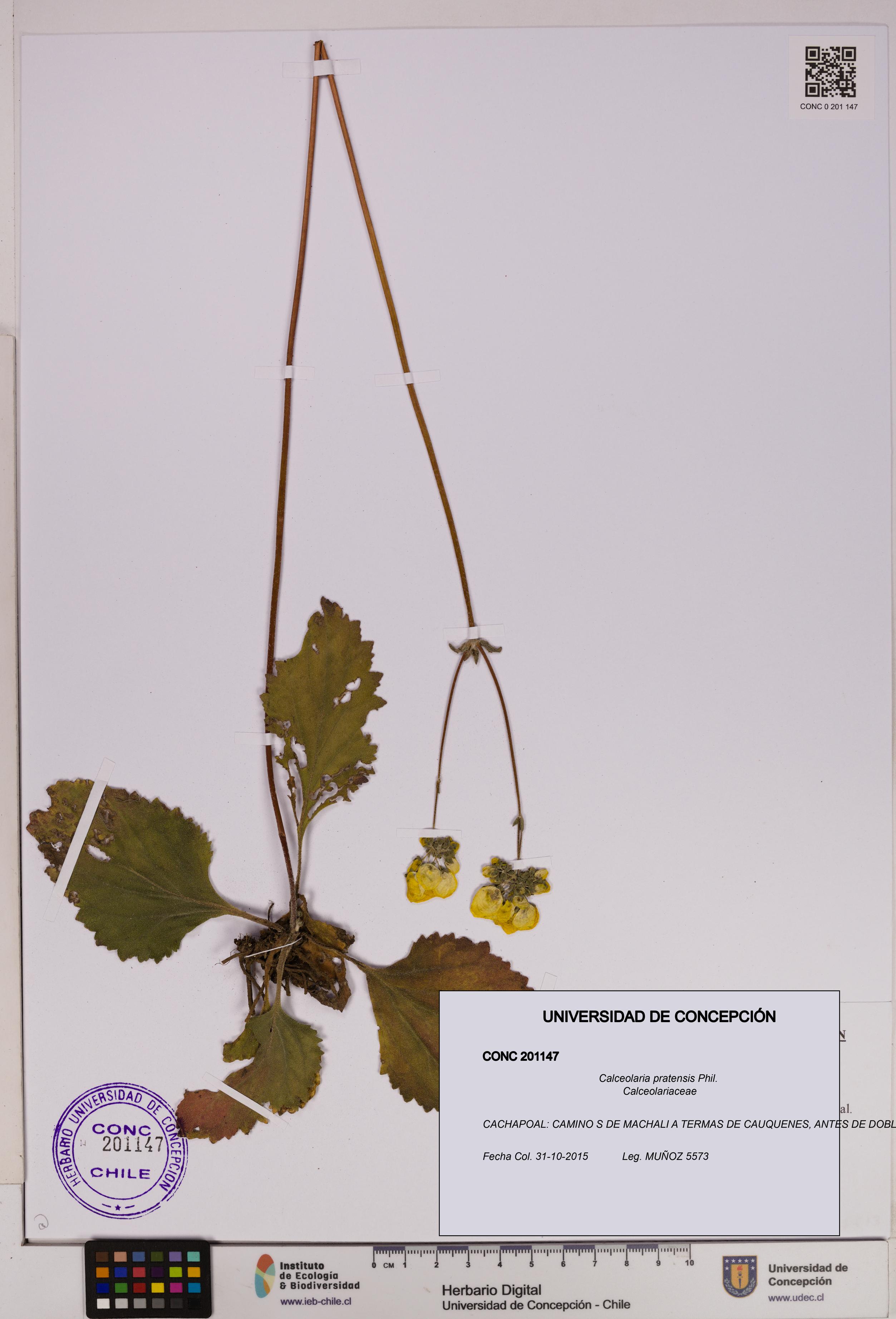 Calceolaria pratensis [Espécimen: UDEC:CONC:0201147]