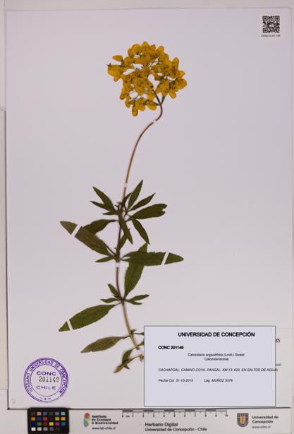 Calceolaria angustifolia [Espécimen: UDEC:CONC:0201149]