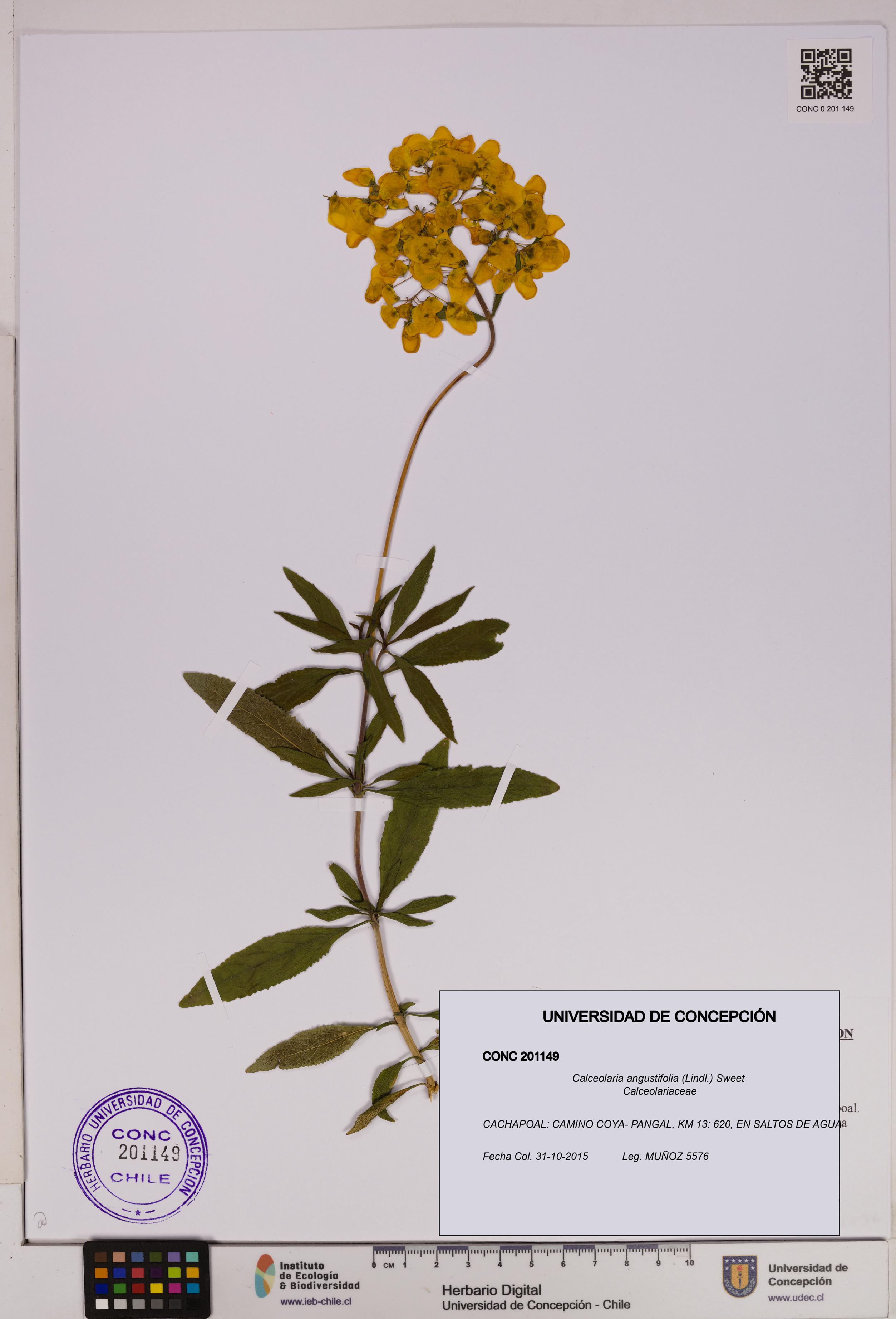 Calceolaria angustifolia [Espécimen: UDEC:CONC:0201149]