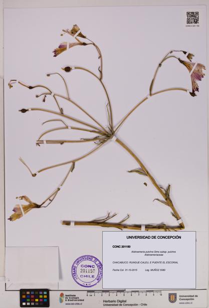 Alstroemeria pulchra subsp. pulchra [Espécimen: UDEC:CONC:0201150]