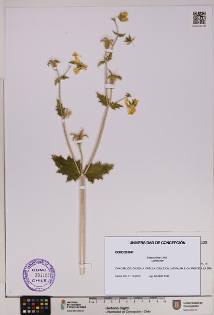 Loasa placei [Espécimen: UDEC:CONC:0201151]