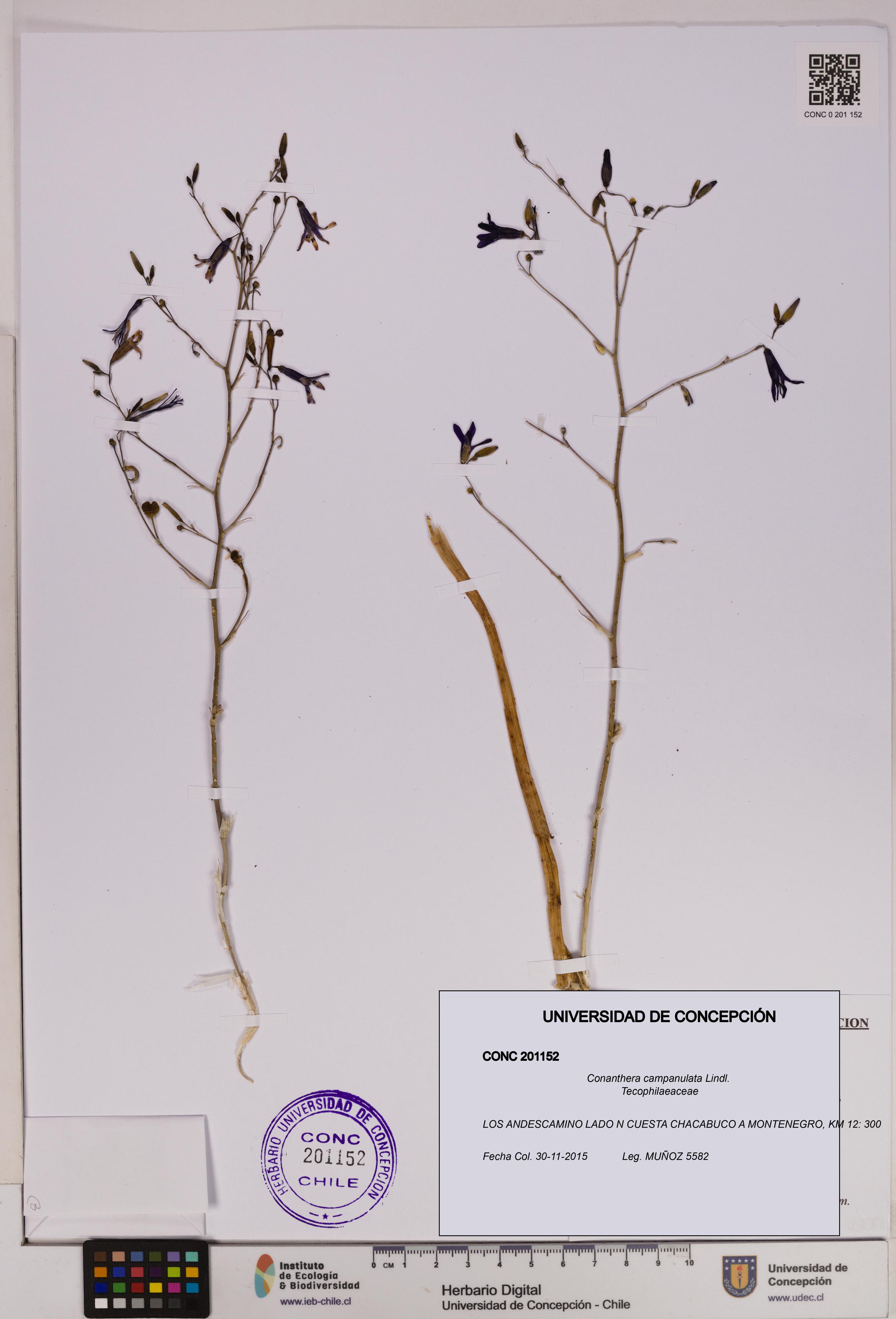 Conanthera campanulata [Espécimen: UDEC:CONC:0201152]