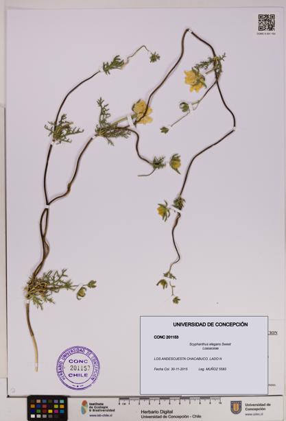 Scyphanthus elegans [Espécimen: UDEC:CONC:0201153]