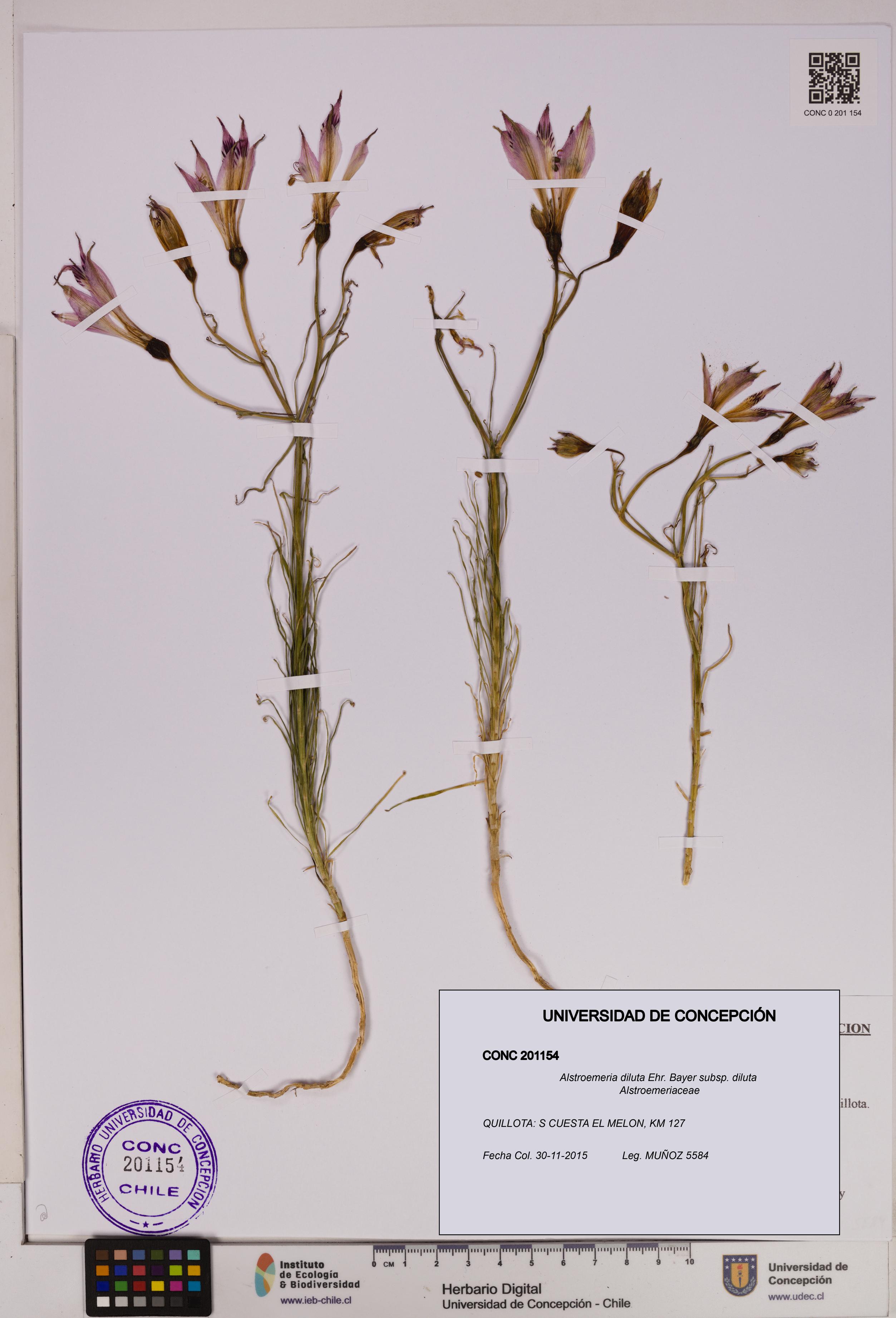 Alstroemeria diluta [Espécimen: UDEC:CONC:0201154]