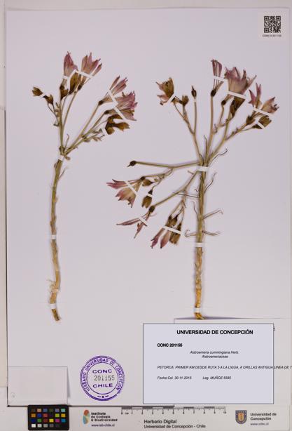 Alstroemeria cummingiana [Espécimen: UDEC:CONC:0201155]