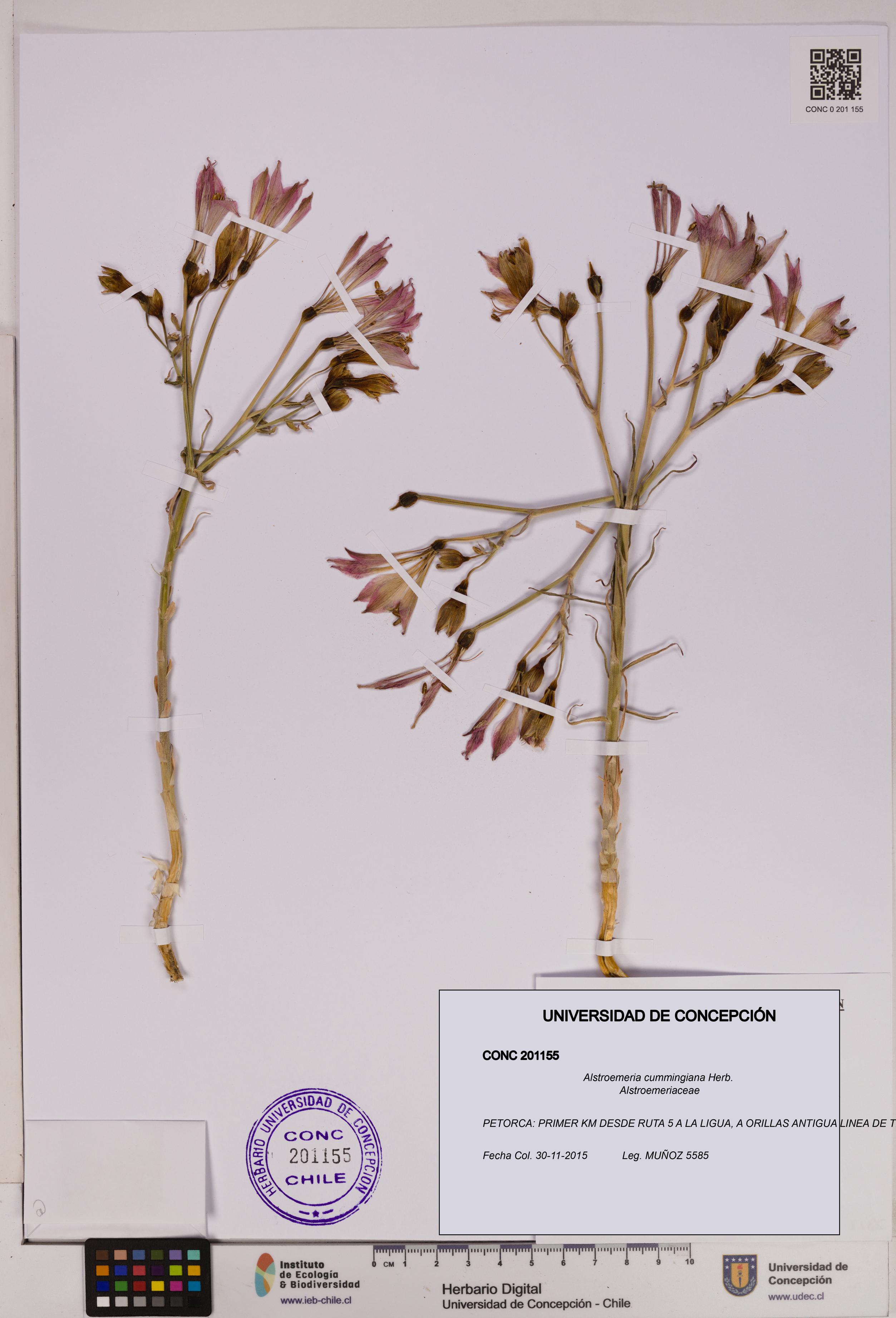 Alstroemeria cummingiana [Espécimen: UDEC:CONC:0201155]