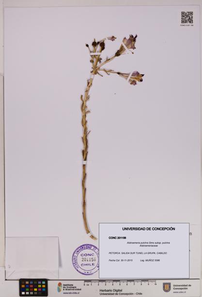 Alstroemeria pulchra subsp. pulchra [Espécimen: UDEC:CONC:0201156]