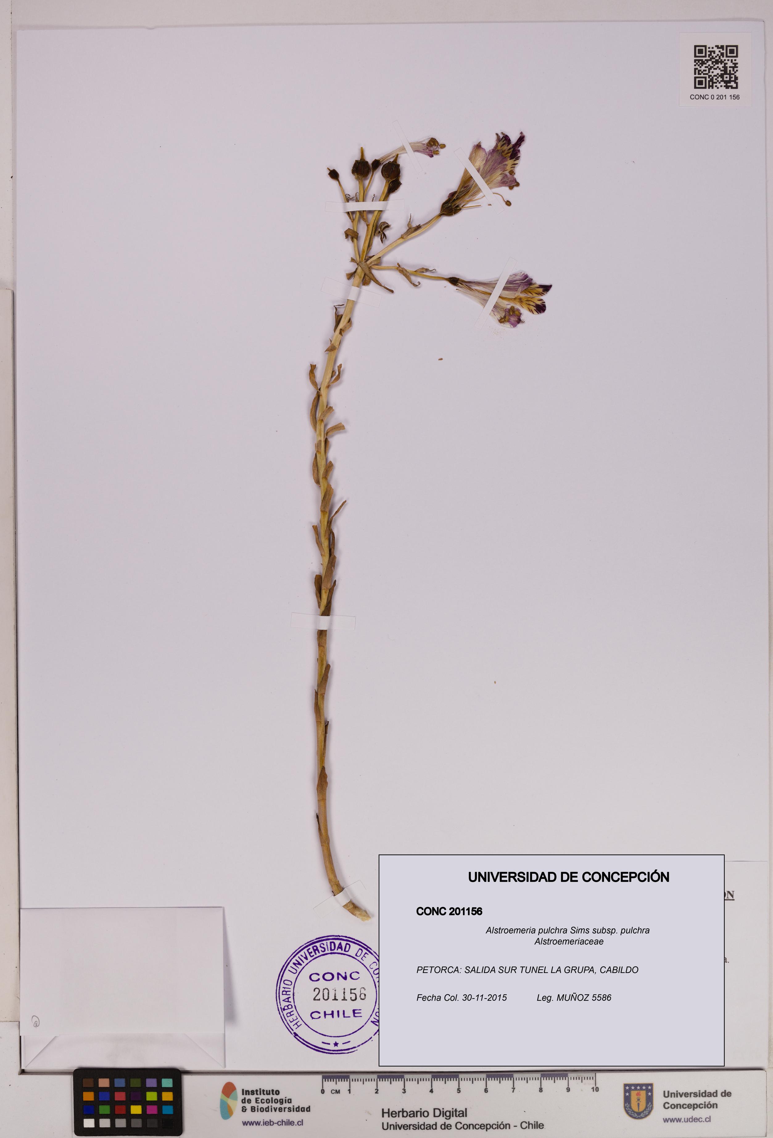 Alstroemeria pulchra subsp. pulchra [Espécimen: UDEC:CONC:0201156]