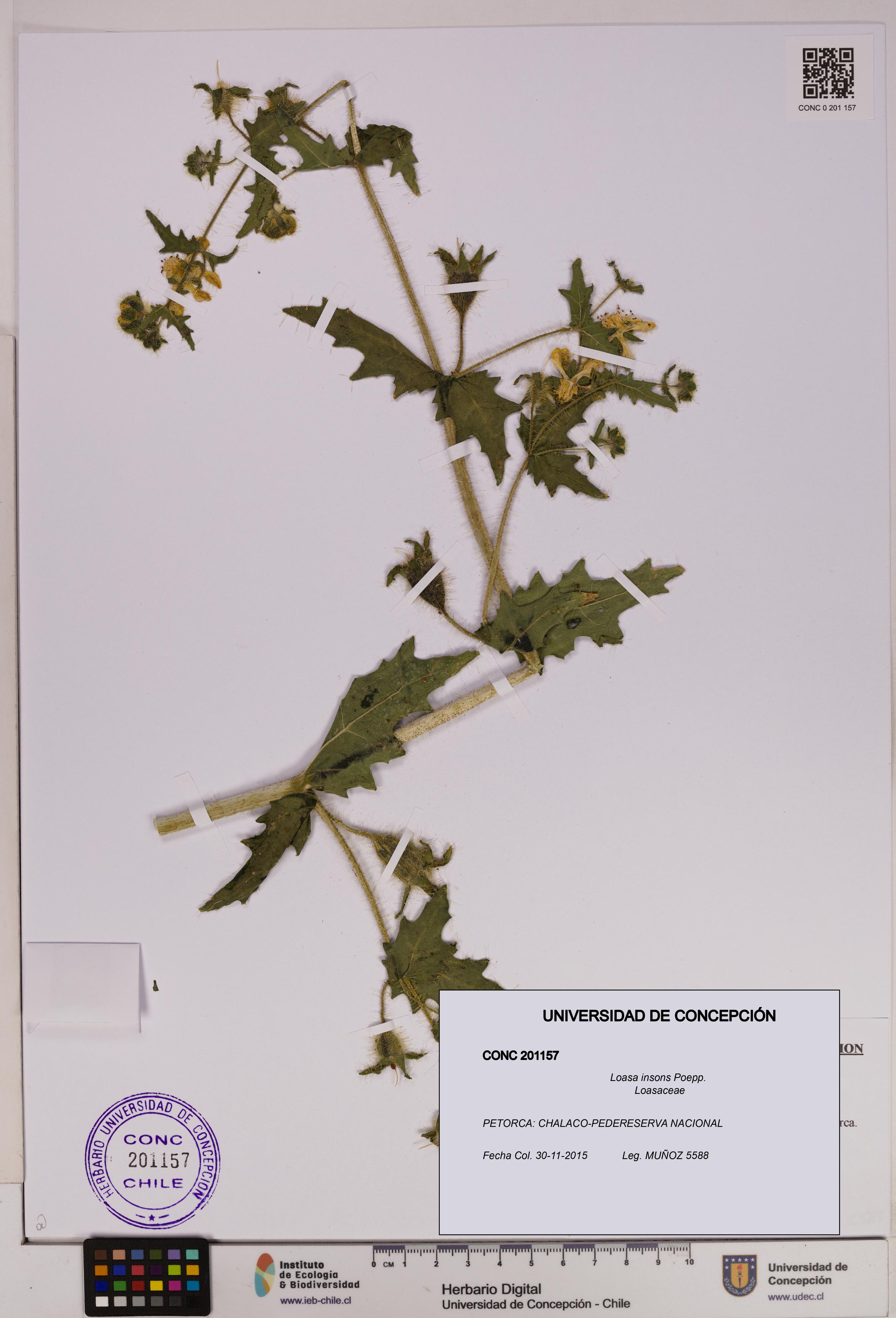 Loasa insons [Espécimen: UDEC:CONC:0201157]