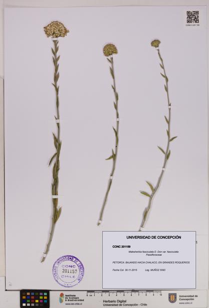 Malesherbia fasciculata var. fasciculata [Espécimen: UDEC:CONC:0201159]