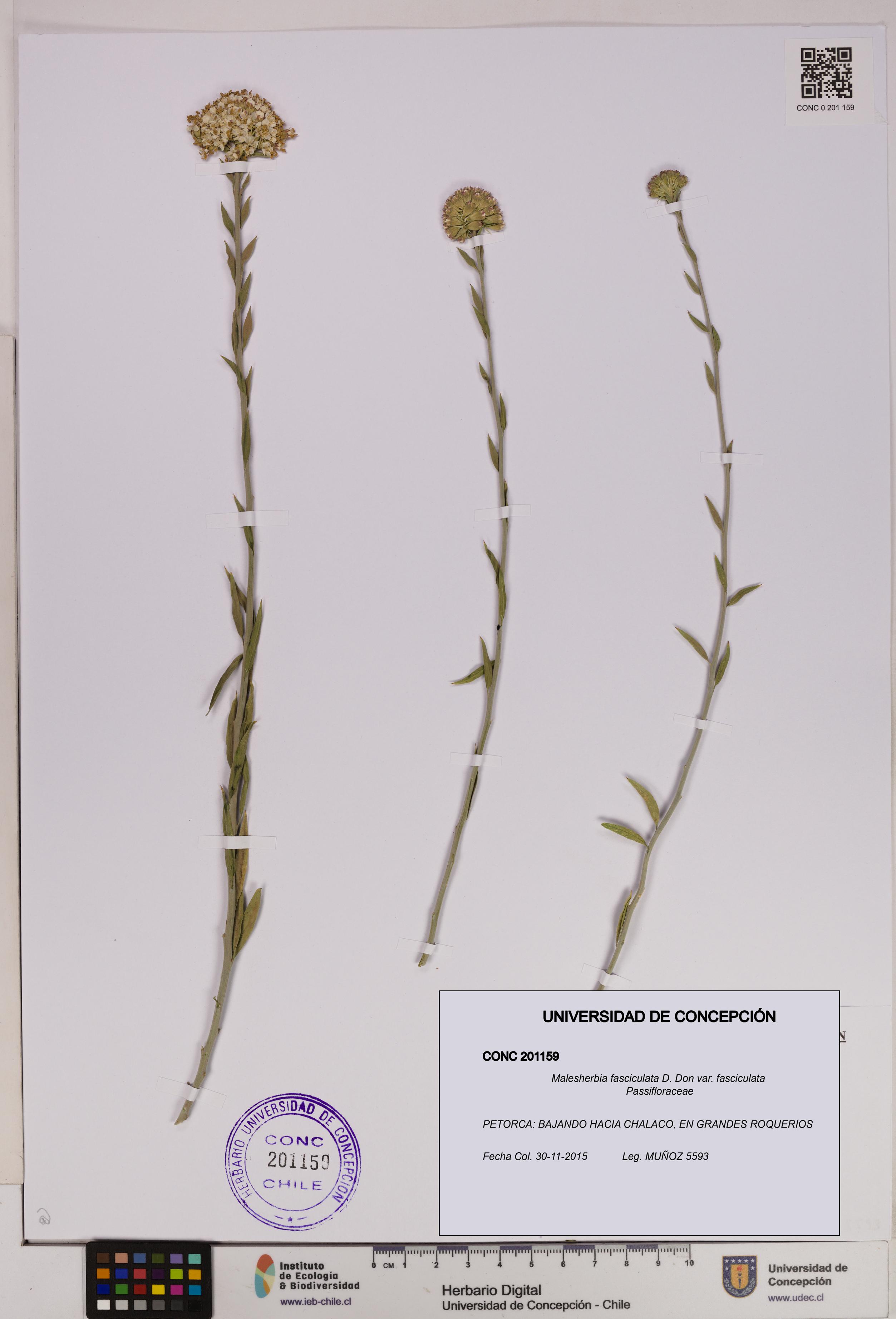 Malesherbia fasciculata var. fasciculata [Espécimen: UDEC:CONC:0201159]