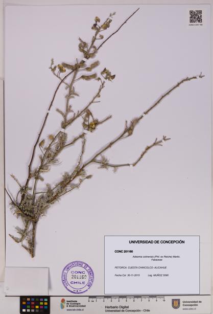 Adesmia colinensis [Espécimen: UDEC:CONC:0201160]