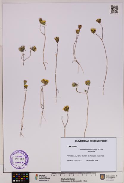 Chaetanthera linearis [Espécimen: UDEC:CONC:0201161]