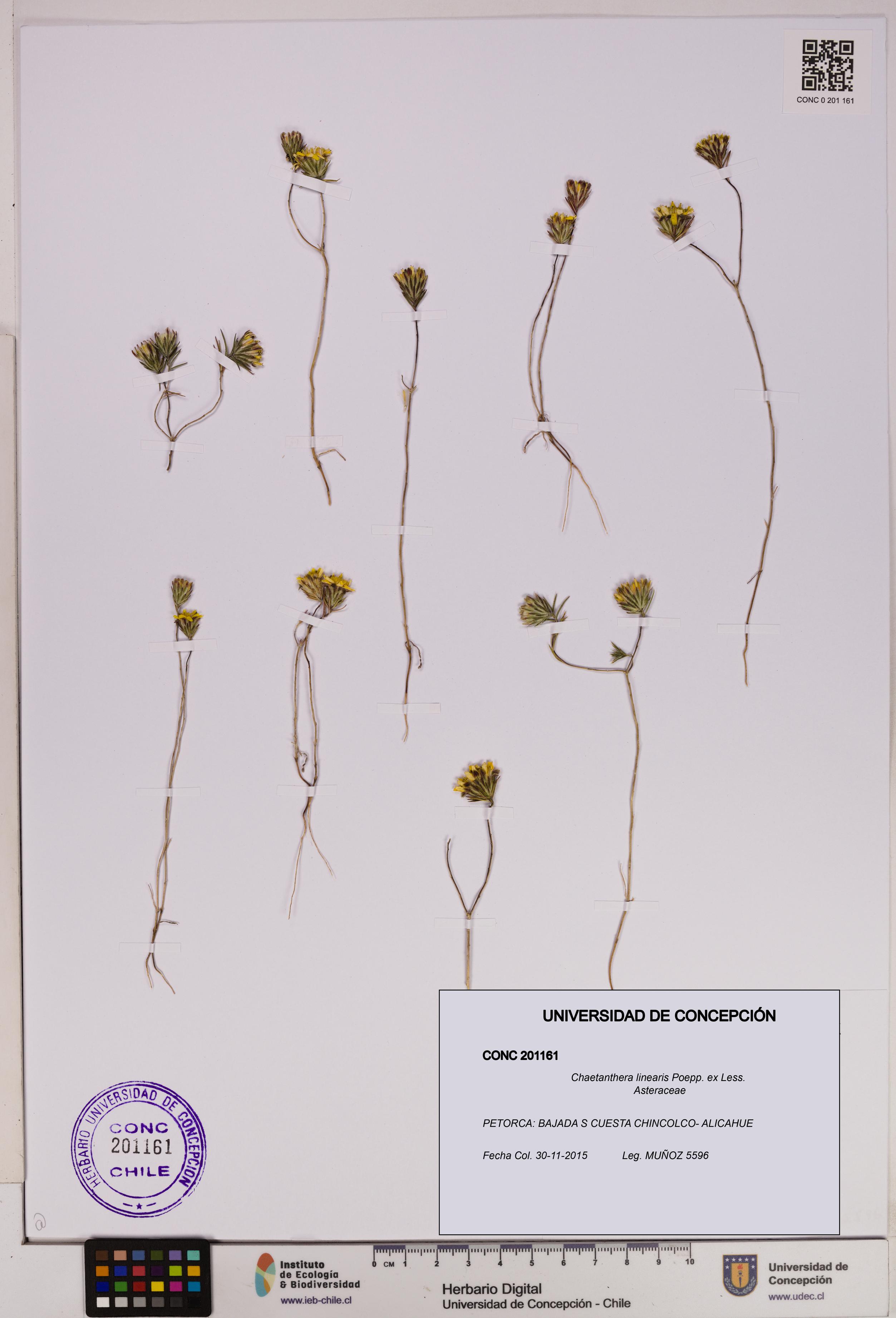 Chaetanthera linearis [Espécimen: UDEC:CONC:0201161]