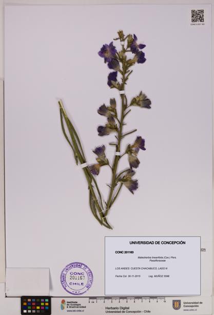 Malesherbia linearifolia [Espécimen: UDEC:CONC:0201163]